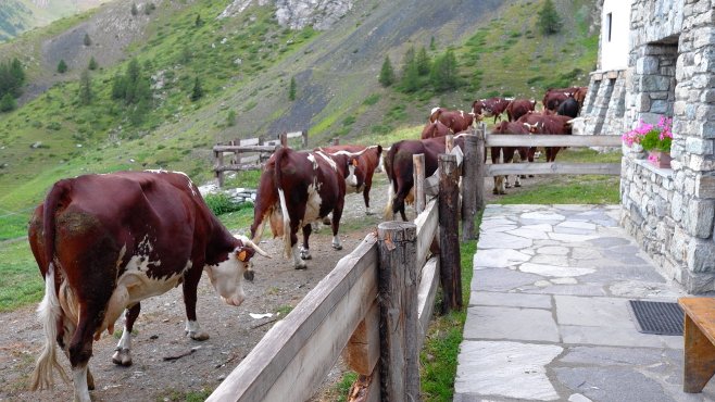 jotaz, fontina, valle d aosta