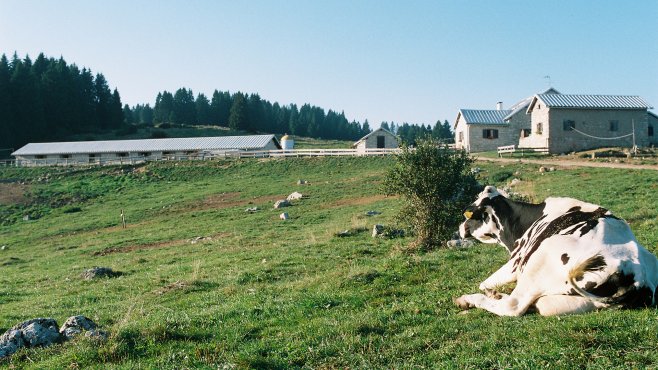 vezzena, alepggio, cheese, trentino