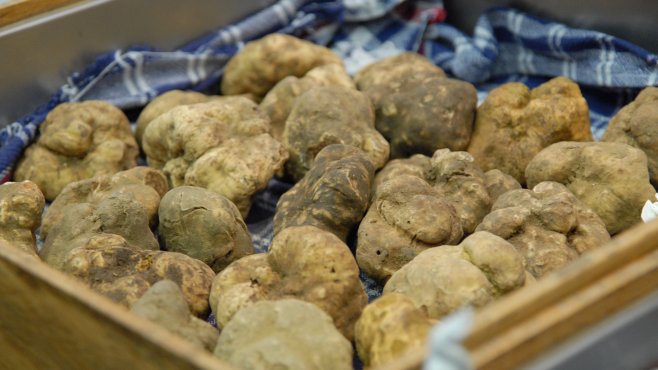 white truffle, alba, piedmont