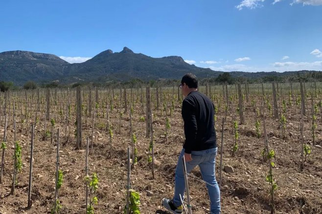 pusole, wines, sardinia